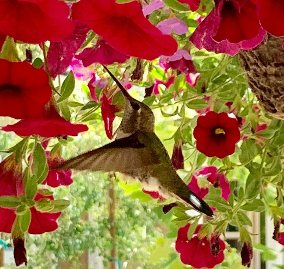 Red Tail Ranch Bed & Breakfast Гроувланд Екстериор снимка